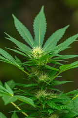 Young buds growing between the leaves of a cannabis plant