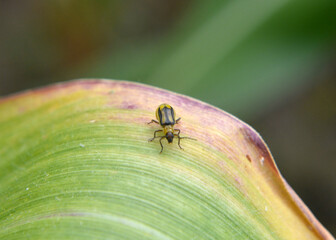 On the plant Western corn beetle