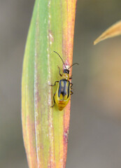 On the plant Western corn beetle