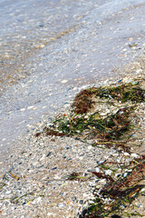 sea and waves on shore