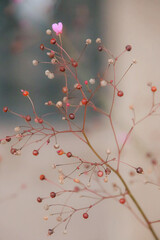 a plant with tiny red berries on it's stems and a pink flower on top of it's stem