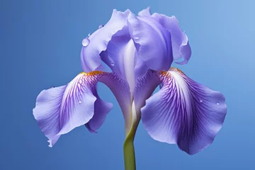 Schilderijen op glas Nature gardening floral purple flower petal botany iris violet blooming © SHOTPRIME STUDIO