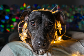 Perro negro con luces de adornos navideños