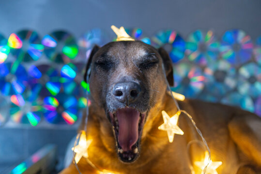 Perro marr&oacute;n bostezando con luces de navidad