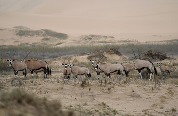 Naklejka na ściany i meble Herd of Oryx in the sand dunes, Namib Naukluft National Park