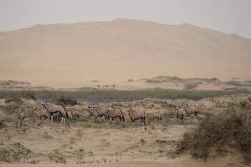 Fototapeta na wymiar Lots of Oryx in the sand dunes, Namib Naukluft National Park