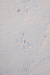 bird tracks in the snow, white surface of snow, white surface of snow, asphalt under snow 