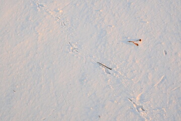 bird tracks in the snow, white surface of snow, white surface of snow, asphalt under snow 