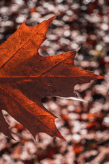 A single, vibrant autumn leaf rests gracefully on a damp forest floor, bathed in warm, golden sunlight.