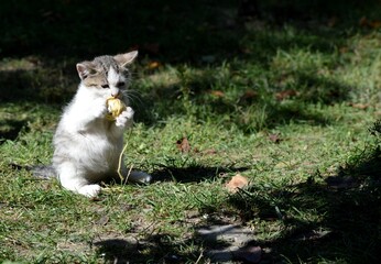 a little kitten is playing with a coiled thread