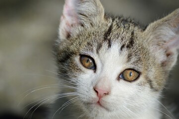a little kitten with big eyes