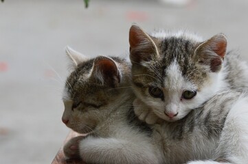 two small colorful kittens
