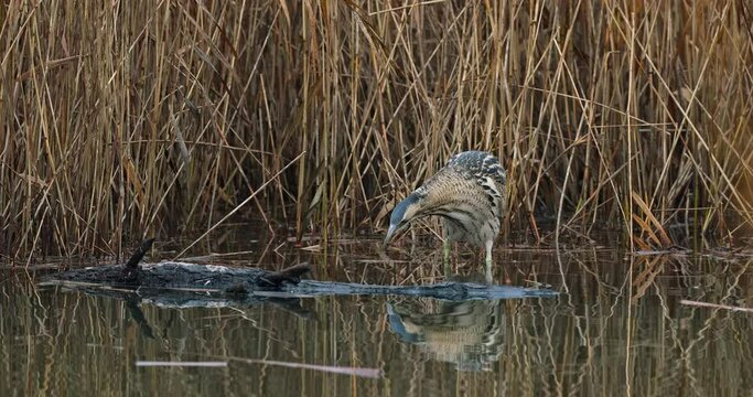 eurasian bittern catches a fish