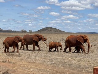 herd of horses