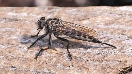 Large hairy brown predatory Robber Fly (Asilidae) resting on a piece of wood. Long Island, New York