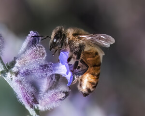 Close up of a European Honey Bee (Apis mellifera) pollinating and feeding on a purple lavender flower.  Long Island, New York, USA