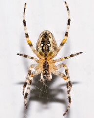 Close-up of the underside a predatory Cross Orb Weaver European Garden Spider (Araneus diadematus). Ventral view, Long Island, New York, USA.