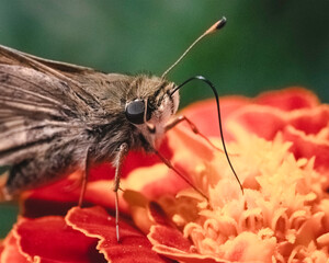 Extreme close-up of a tan and brown Skipper Butterfly using its long proboscis tongue to retrieve nectar from an orange marigold flower. Long Island, New York, USA
