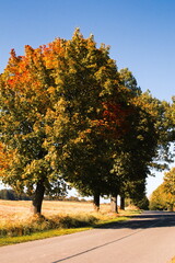 droga, jesień, droga jesienna, drzewa, road, autumn, sentyment, fall, calm