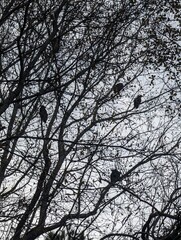 birds on a tree