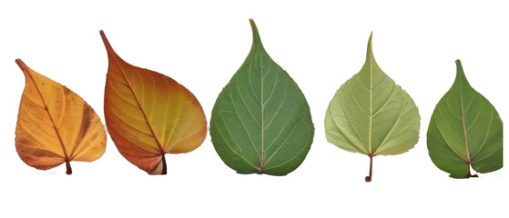 Obraz premium leaves, palm, Ferns, tree, eco, herb, Complete set, including set, isolated. Generative AI