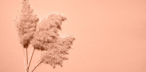 Three branches of dry pampas grass on a beige background. Monochrome. Banner, flat lay, place for text. Peach fuzz is color of year 2024.