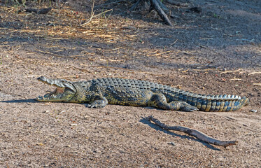 Nile Crocodile Cooling Off On the River Bank