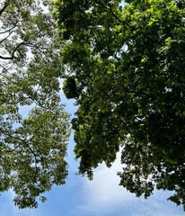 trees and sky