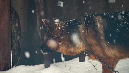 the dog is covered in snow. german shepherd covered with snow