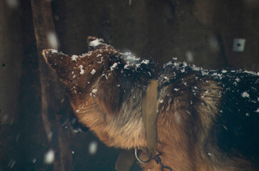 the dog is covered in snow. german shepherd covered with snow