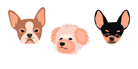 Cartoon purebred dogs set.Chihuahua, Bichon Frize and Boston Terrier.Cute pet heads isolated on white background.Animal clip art for design card,patterns,poster,print.Vector flat illustration.