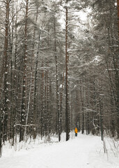 Forest under freshly fallen snow. Pine forest. Trees covered by snow
