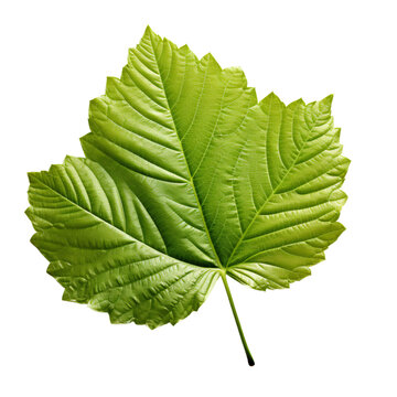 tree leaf isolated, green leaf isolated, leaf white background,