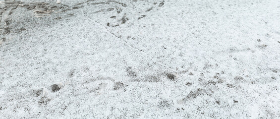 Lots of bird tracks in the freshly fallen snow. Snow on the asphalt.