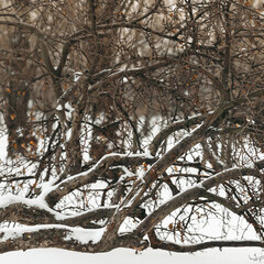 Branches covered with snow, chaotic pattern of branches.
