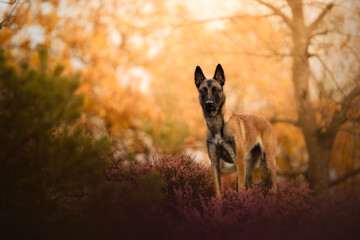 Malinois in forest
