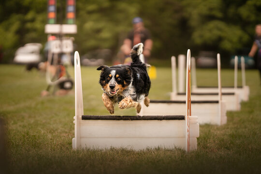 Flyball dog