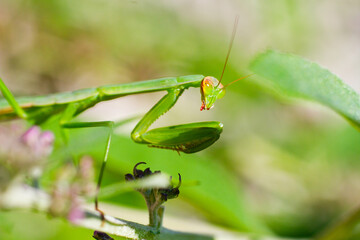 Close-Up of Praying Mantis on Leaf in Natural Outdoor Setting