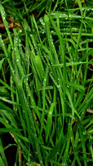 Fototapeta na wymiar Green Grass with Water Drops. Green Fresh Summer Nature background.