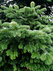 Green Pine Branch. Close up. Nature Background. Fluffy branch. 