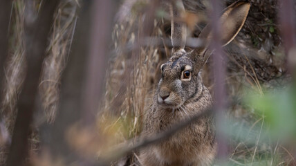 A Jackrabbit in the brush hiding