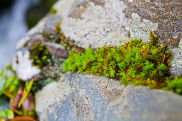 Macro Vibrant Green Moss on Rugged Stone Texture in Tennessee Woodland