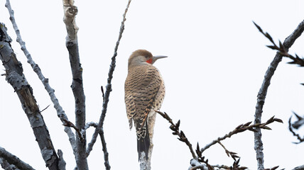 A Northern Flicker perched in a tree on a cloudy day.
