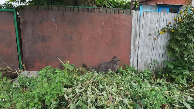 Gray fluffy gray cat Nebelung walks on the grass and jumps over the fence.Concepts about pets, freedom, independence, cat breeds, catarium, breeding and selling, fear, villages, predators, advertising