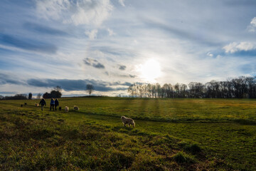 photograph of friends and their dogs walking across a farm with the setting sun