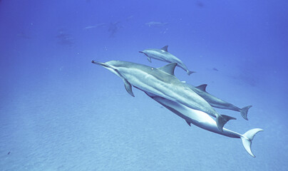 Wild Hawaiian Spinner Dolphins Swimming in Clear Blue Water 