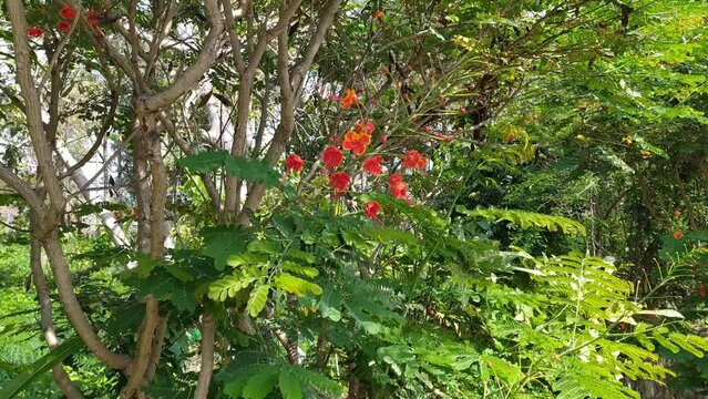 beautiful red and green Caesalpinia pulcherrima flowers in the mountain forest garden