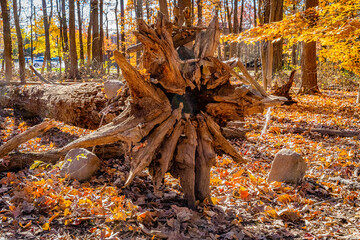 A fallen tree with sprawling roots lies amid autumn leaves in South Mountain Reservation, NJ, USA, showcasing nature's cycle and raw beauty