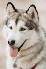 alaskan malamute dog