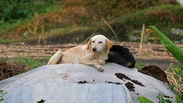 Two Stray dogs resting in a shade on a vegetable field surrounded by natural vegetations and manure, dog sensing expression